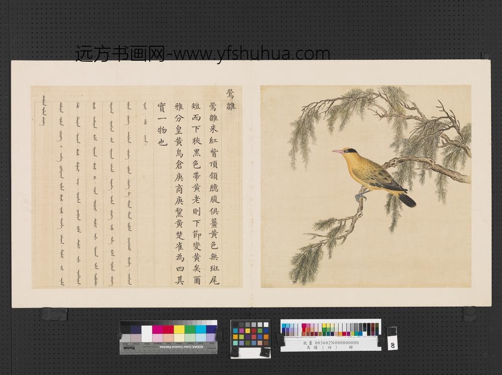 鸟谱（四）册莺雏