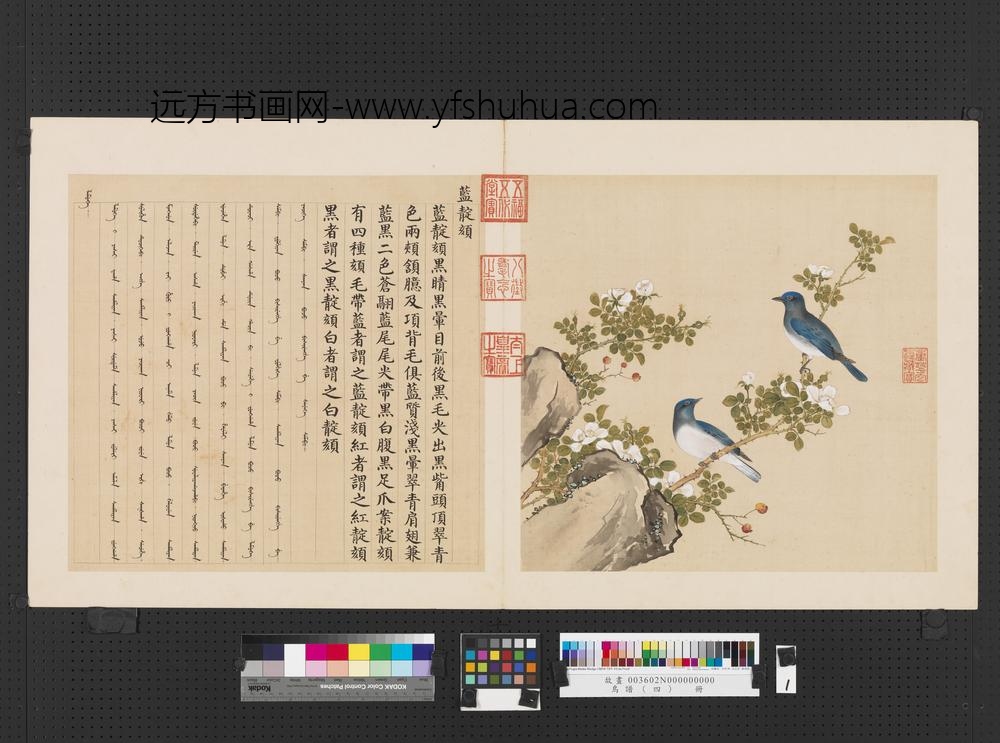 鸟谱（四）册蓝靛颏