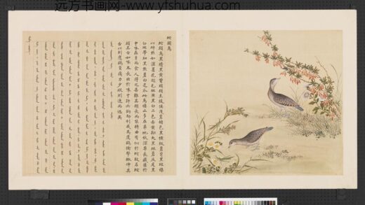 鸟谱（四）册蛇头鸟.jpg