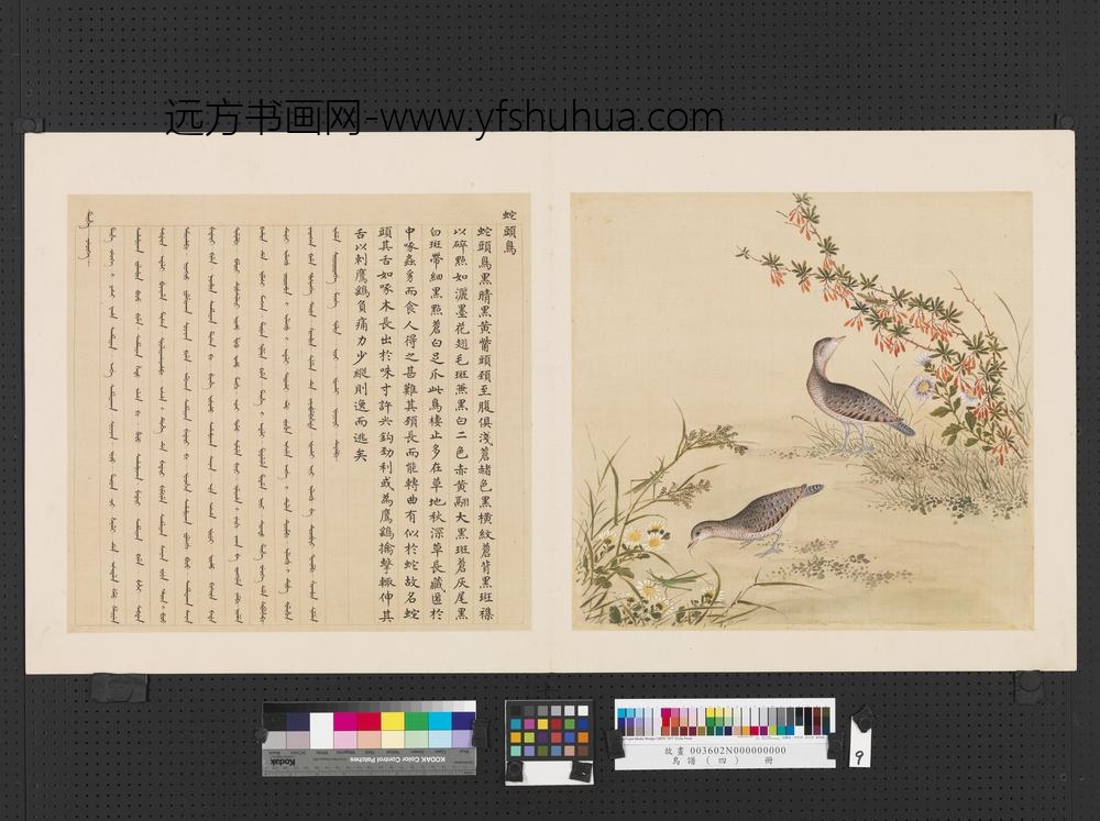 鸟谱（四）册蛇头鸟