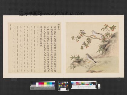 鸟谱（四）册西宁白.jpg