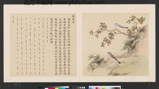 鸟谱（四）册西宁白.jpg