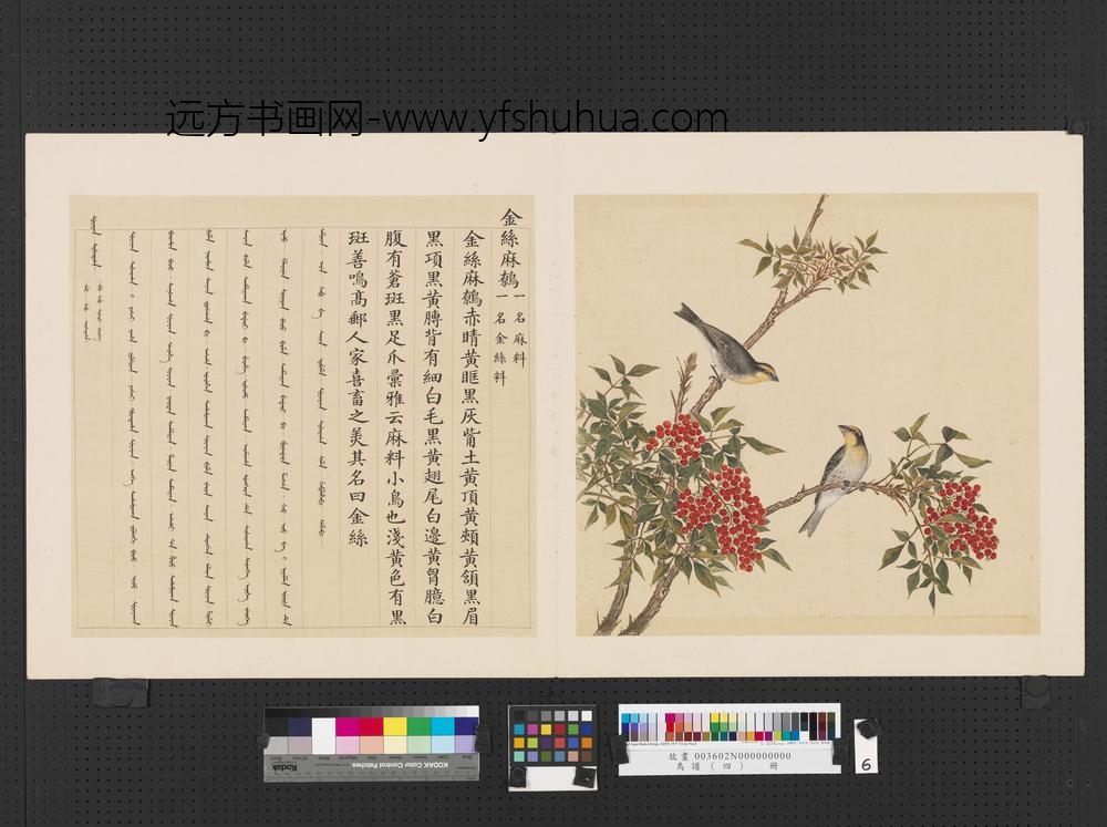 鸟谱（四）册金丝麻鹩