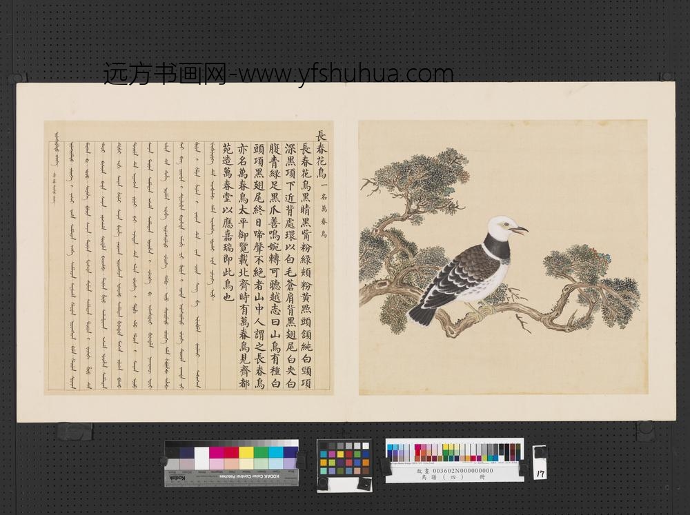 鸟谱（四）册长春花鸟