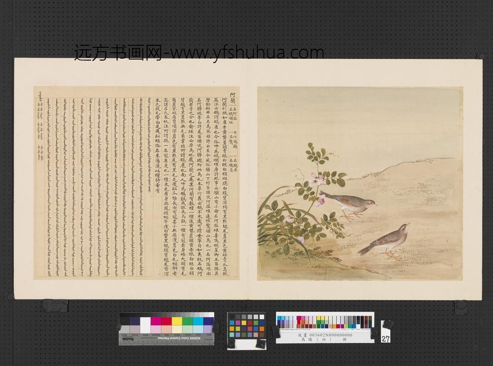 鸟谱（四）册阿兰