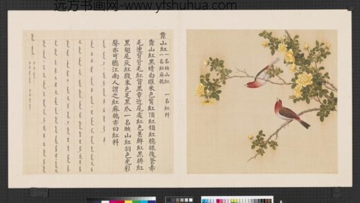 鸟谱（四）册靠山红.jpg