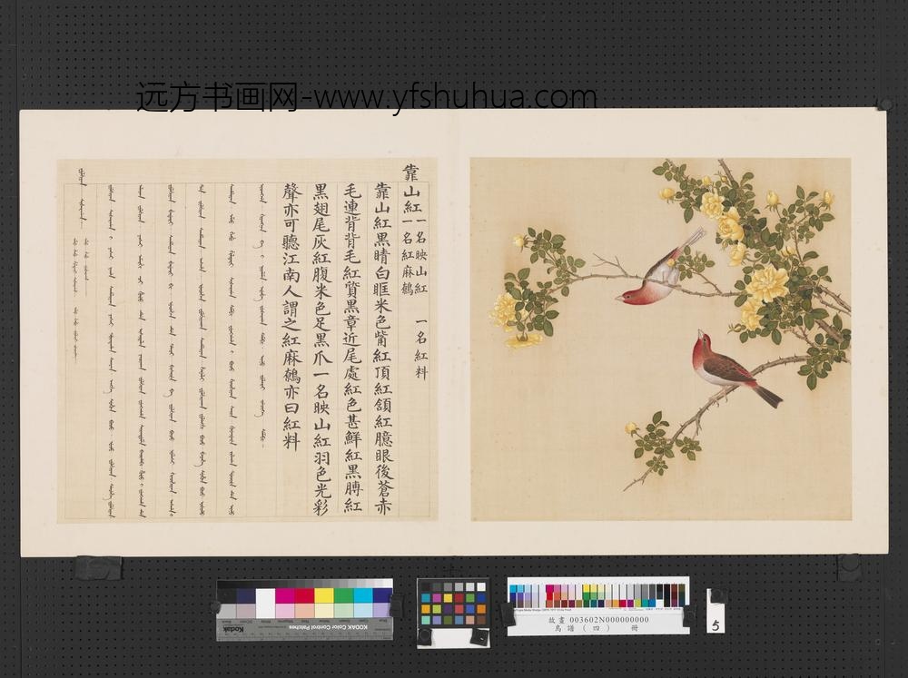 鸟谱（四）册靠山红