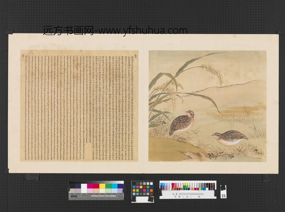 鸟谱（四）册鹌鹑