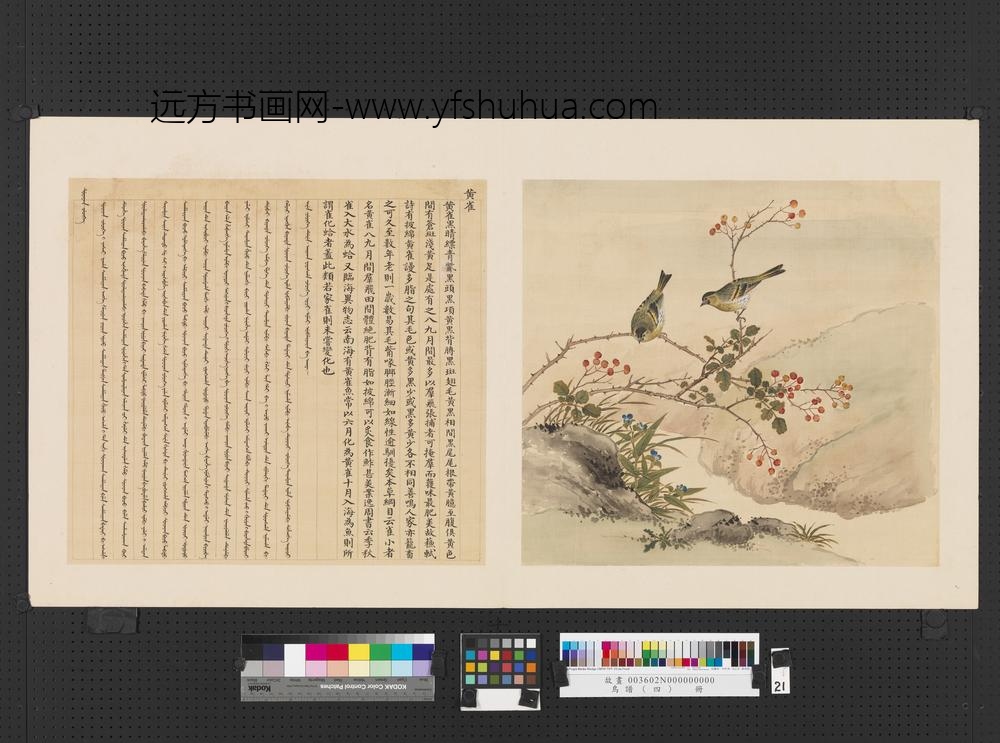 鸟谱（四）册黄雀