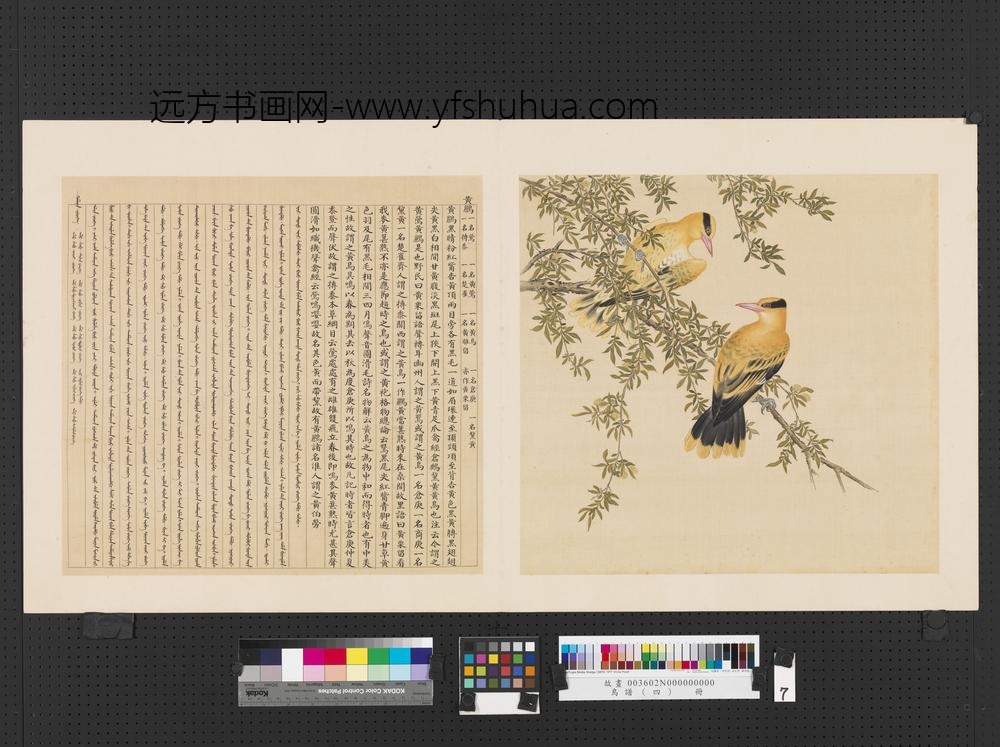 鸟谱（四）册黄鹂