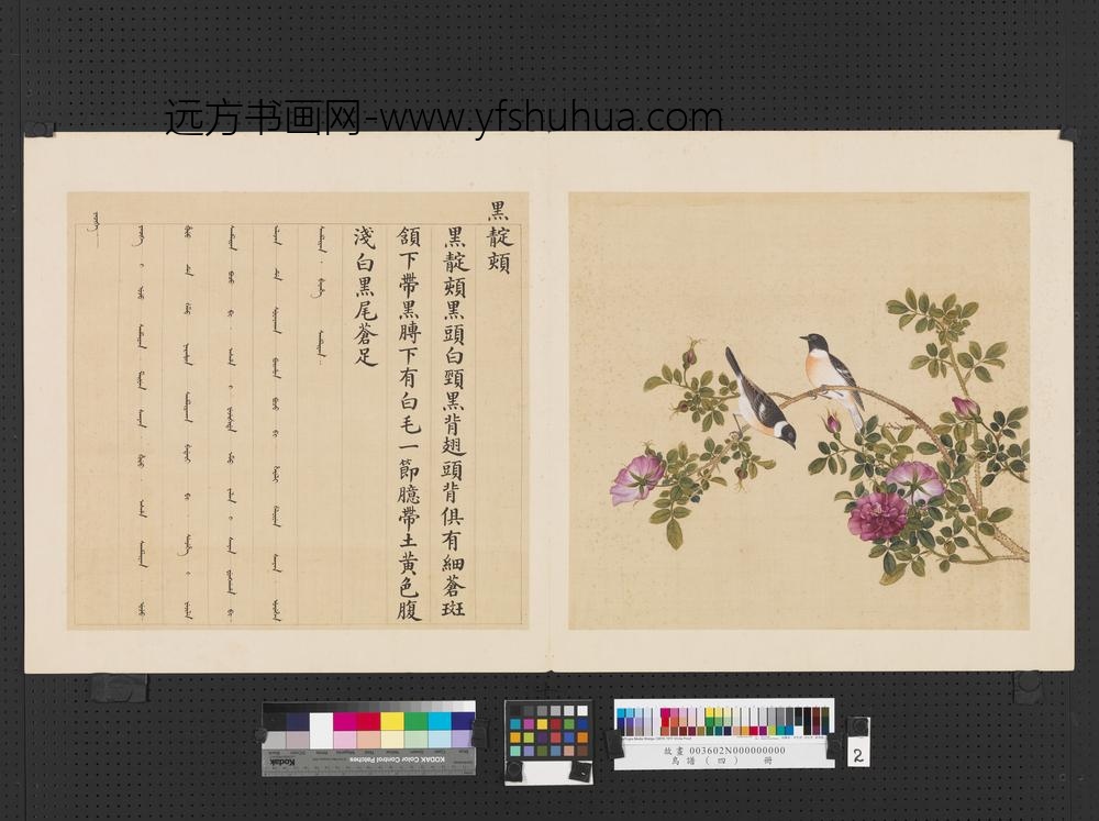 鸟谱（四）册黑靛颏