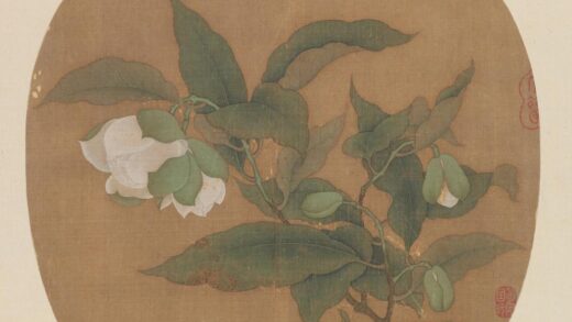宋人白茶花图页.jpg