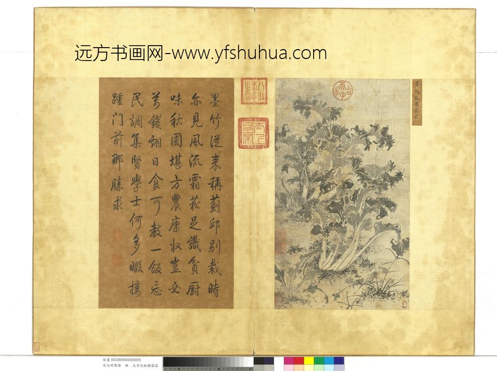 宋元明集绘册-元李衎秋圃霜菘