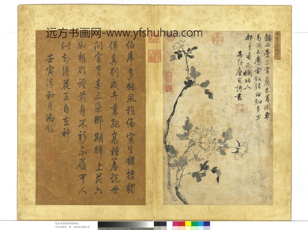 宋元明集绘册-明唐寅泼墨牡丹
