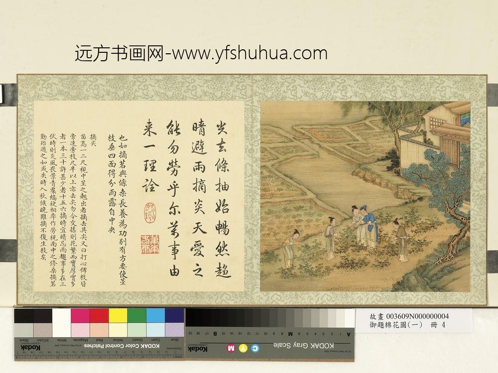 御题棉花图（一）册摘尖