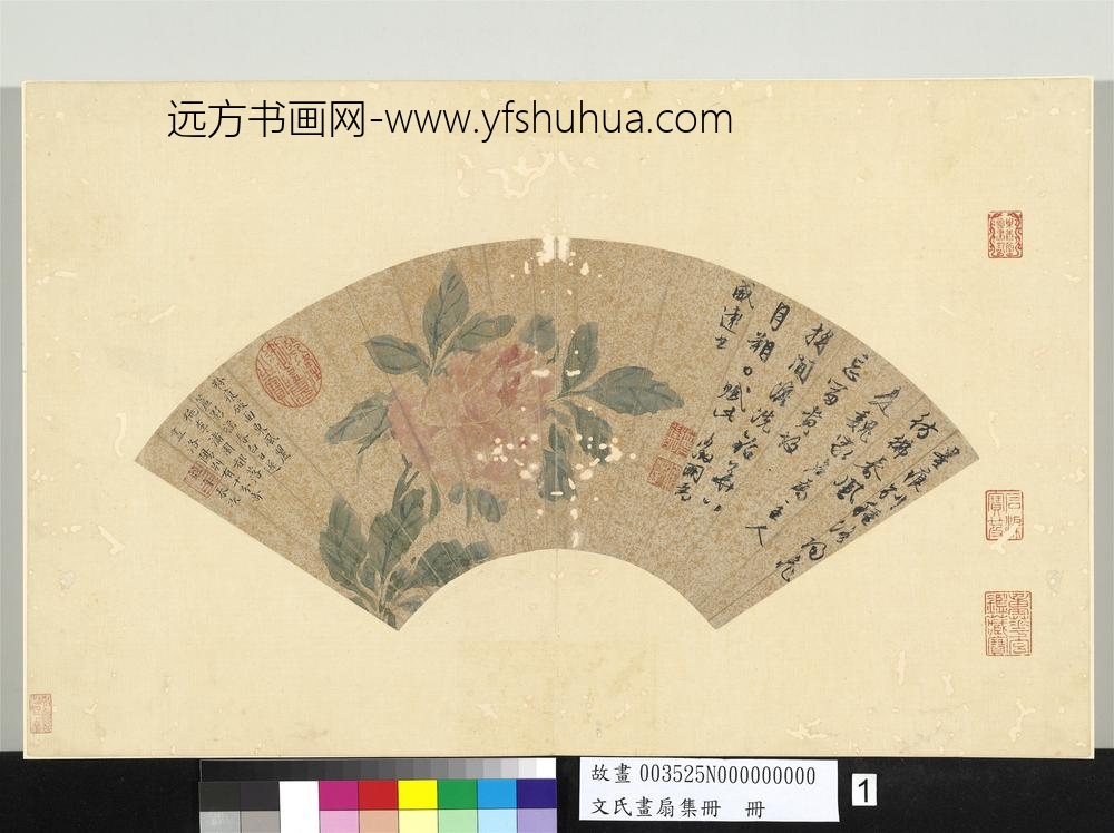 文氏画扇集册册-明文征明牡丹