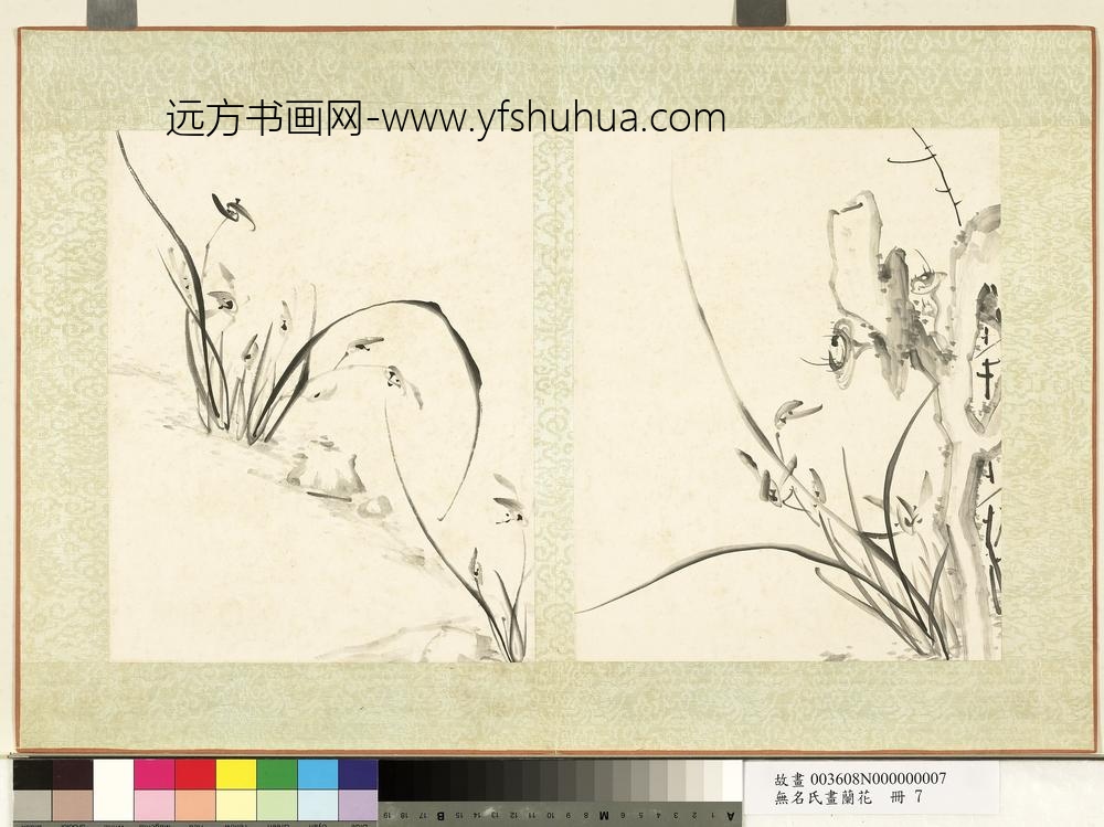 无名氏画兰花册-兰花（十三）
