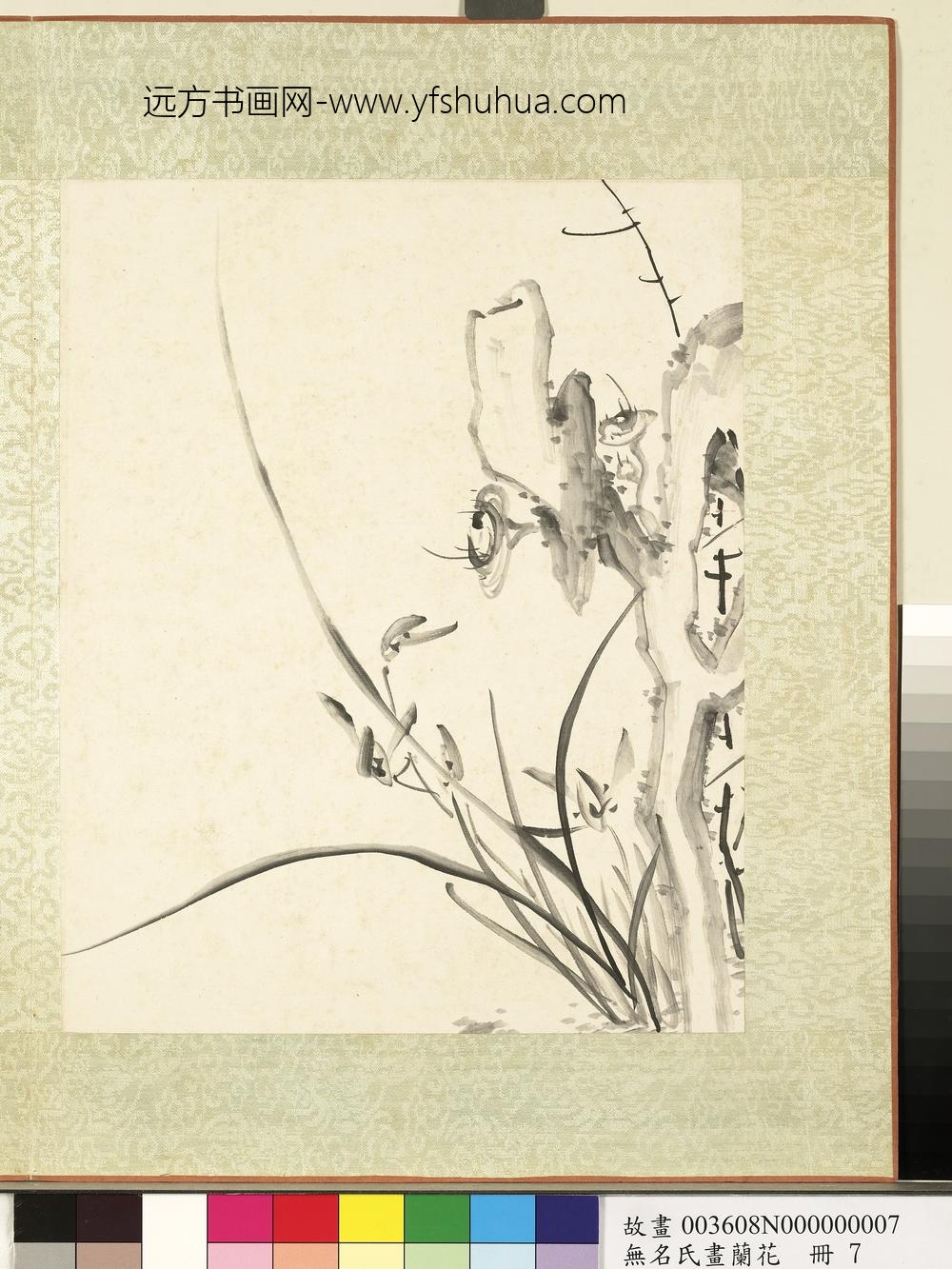 无名氏画兰花册-兰花（十三）