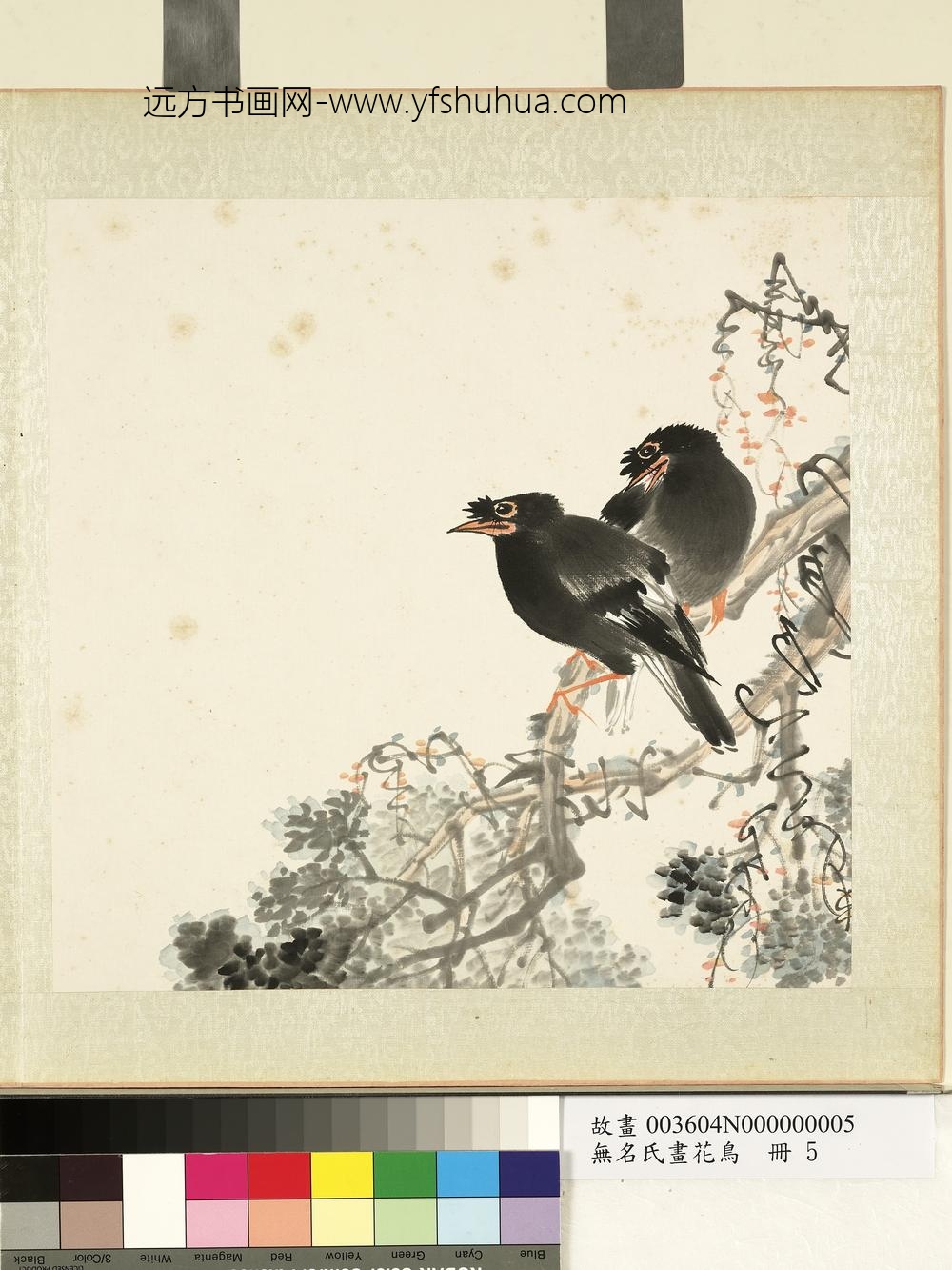 无名氏画花鸟册-柏树