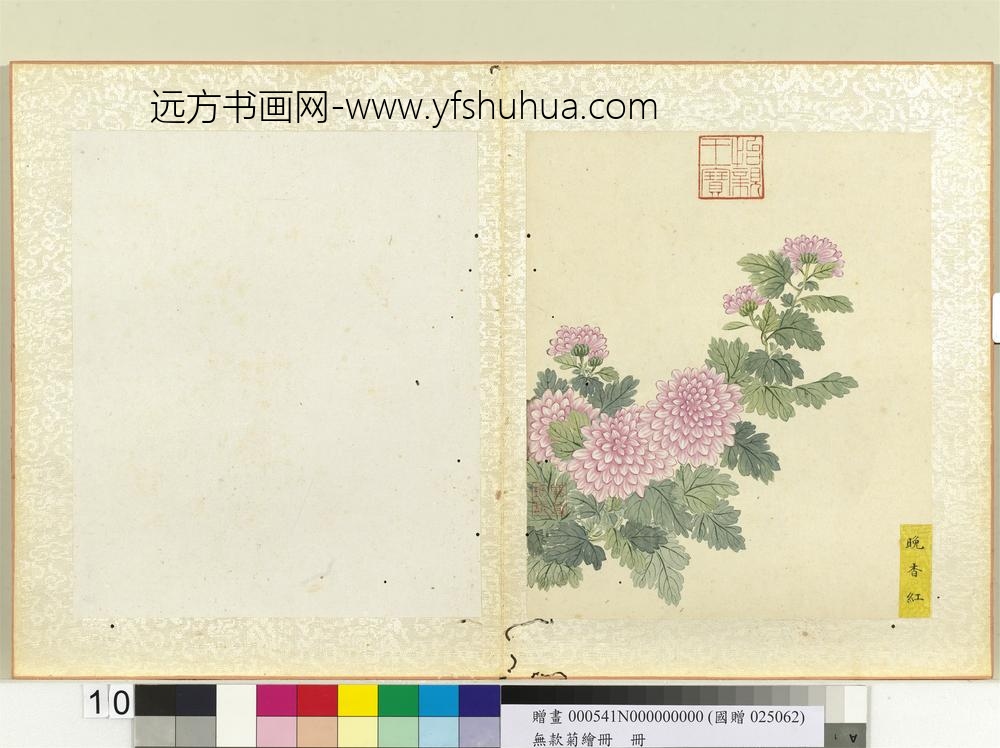 无款菊绘册册晚香红