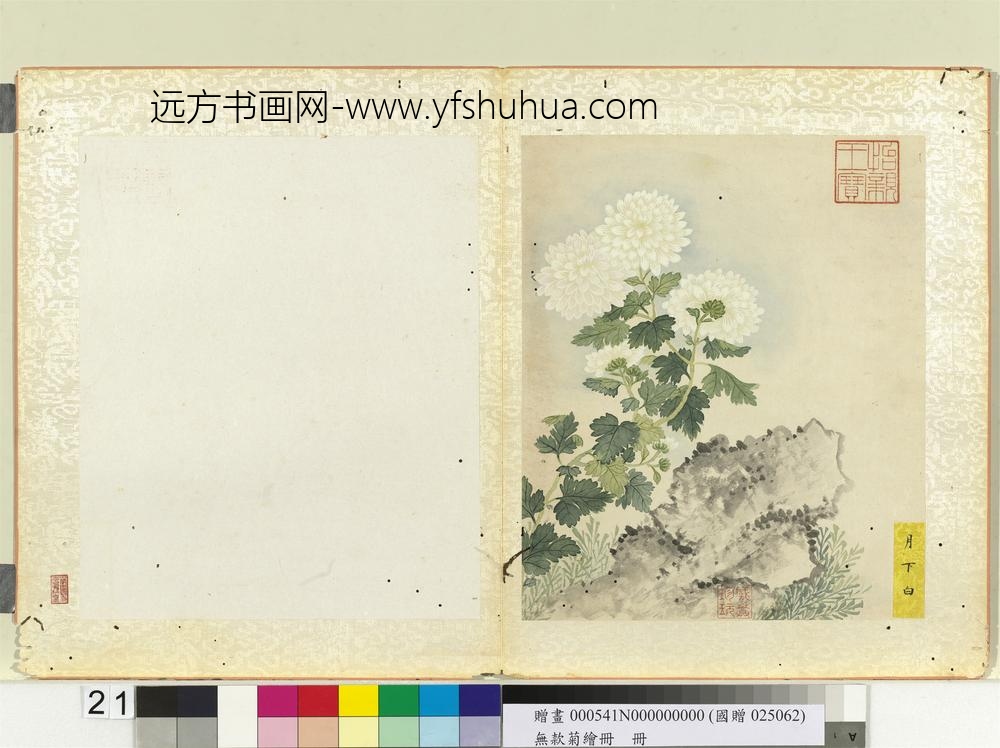 无款菊绘册册月下白