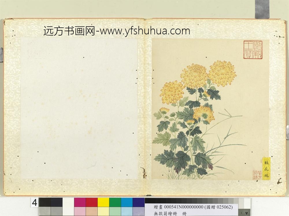 无款菊绘册册桂花球