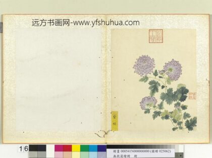 无款菊绘册册紫幢.jpg