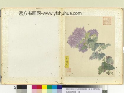 无款菊绘册册紫绣球.jpg