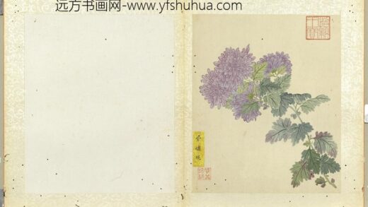 无款菊绘册册紫绣球.jpg