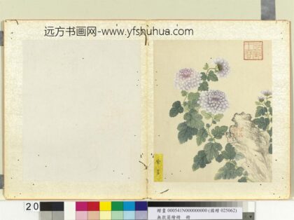 无款菊绘册册紫苕.jpg