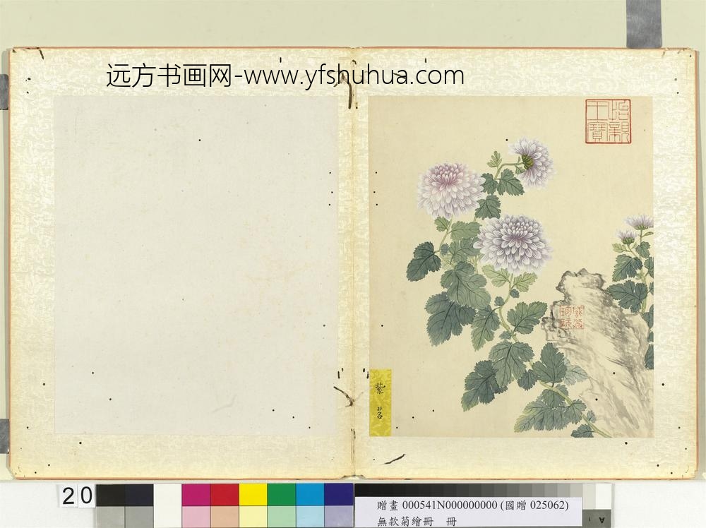 无款菊绘册册紫苕