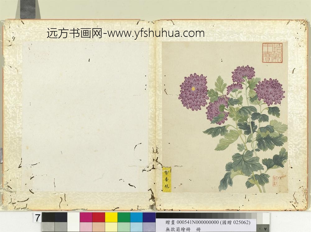 无款菊绘册册紫香球
