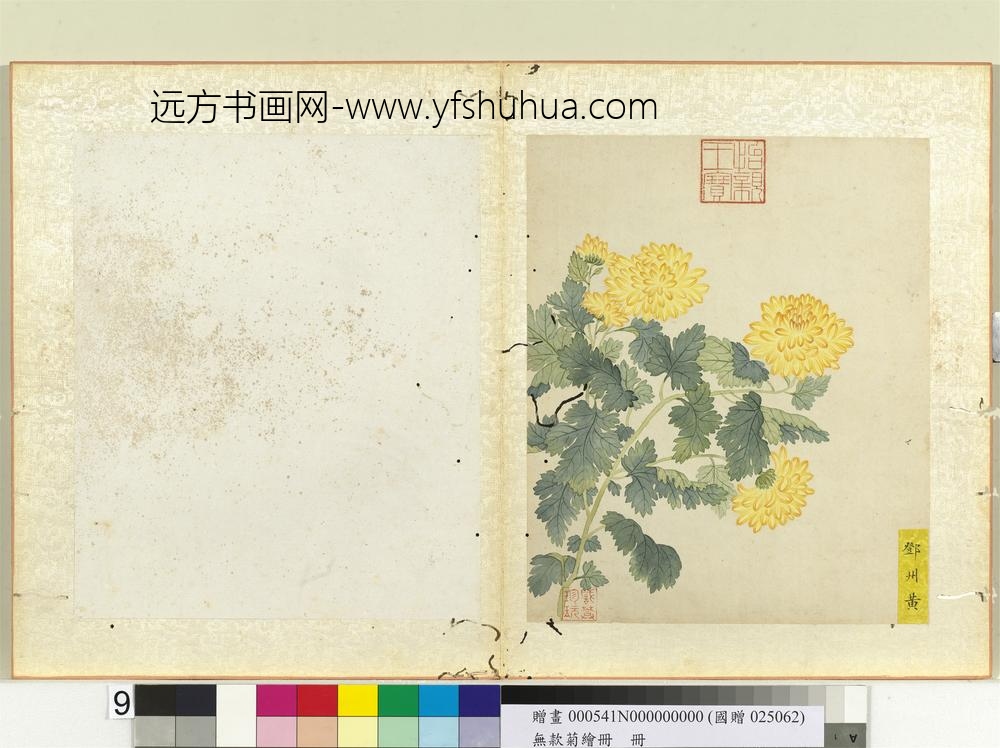 无款菊绘册册邓州黄