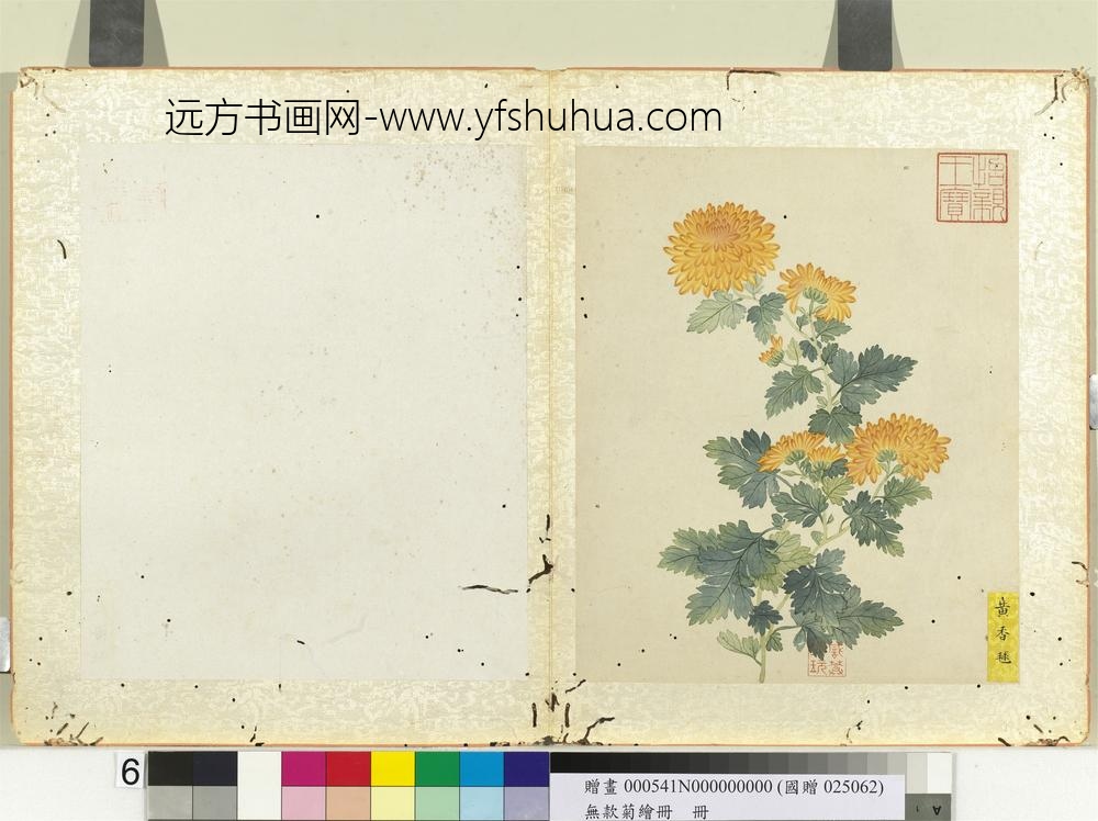 无款菊绘册册黄香球