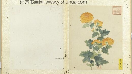 无款菊绘册册黄香球.jpg