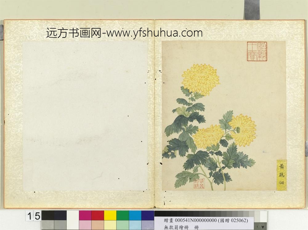 无款菊绘册册黄鹤翎