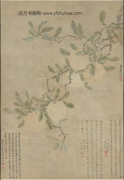 明 傅清五柚轴.jpg