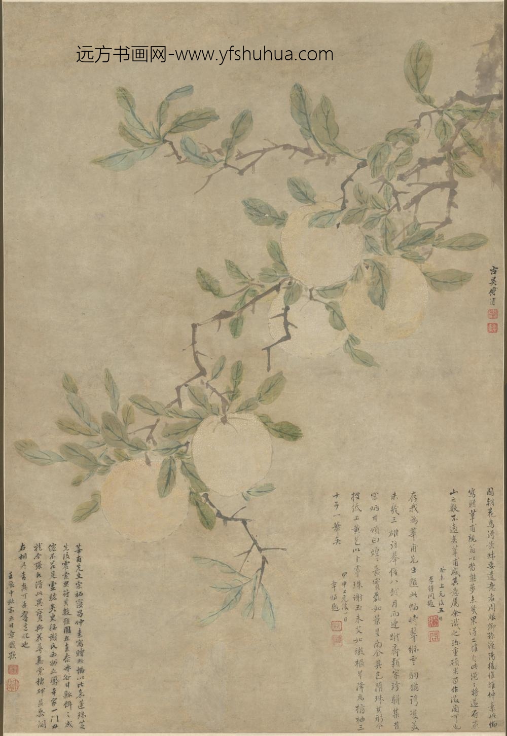 明-傅清五柚轴