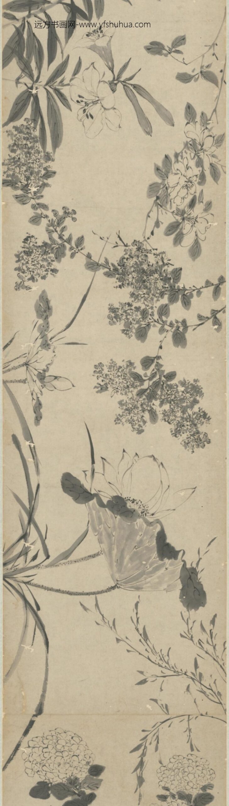 明-明人墨花图卷_