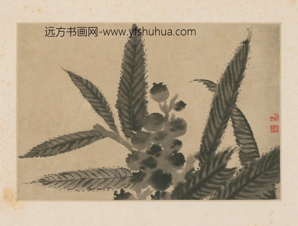 清-原济枇杷图页