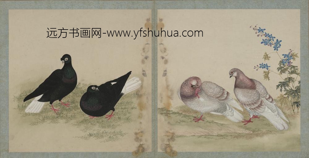 清-清人画鸽谱图册