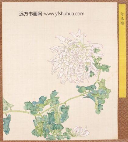 清 清人菊谱册.jpg