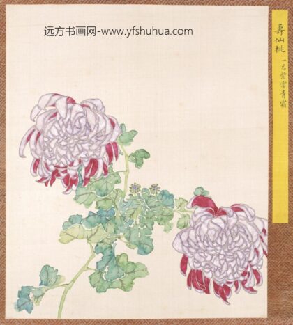 清 清人菊谱册.jpg
