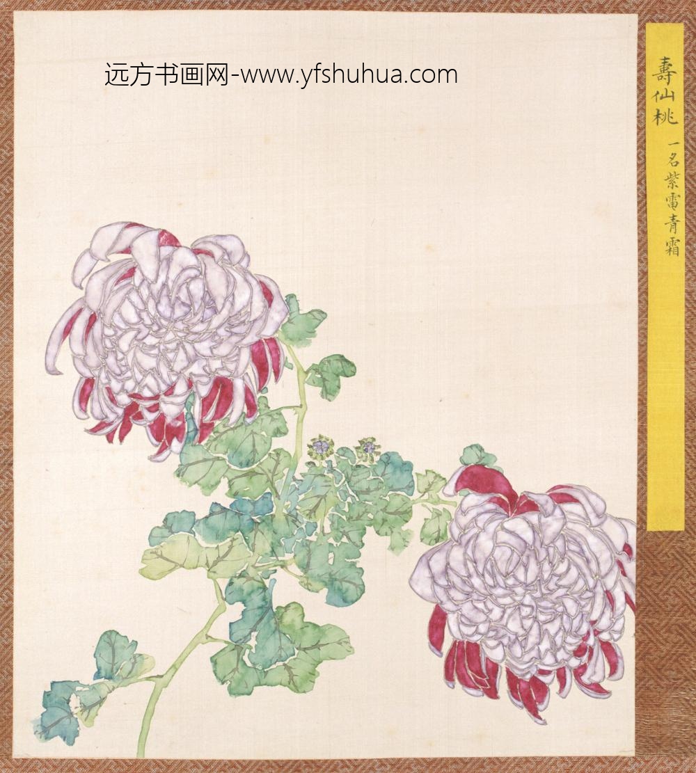 清-清人菊谱册
