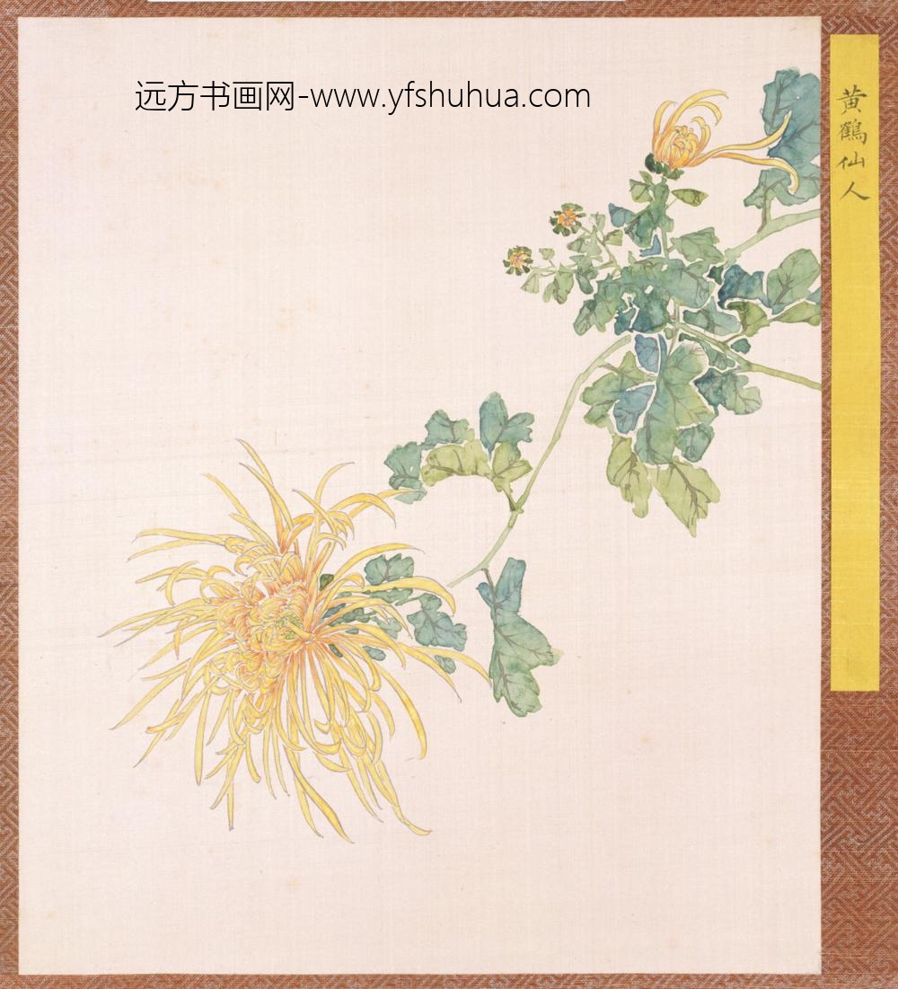 清-清人菊谱册