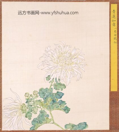 清 清人菊谱册.jpg