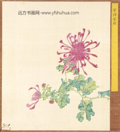 清 清人菊谱册.jpg