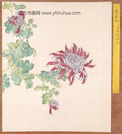 清 清人菊谱册.jpg