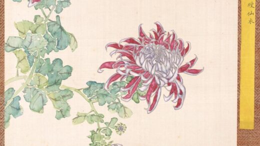清 清人菊谱册.jpg