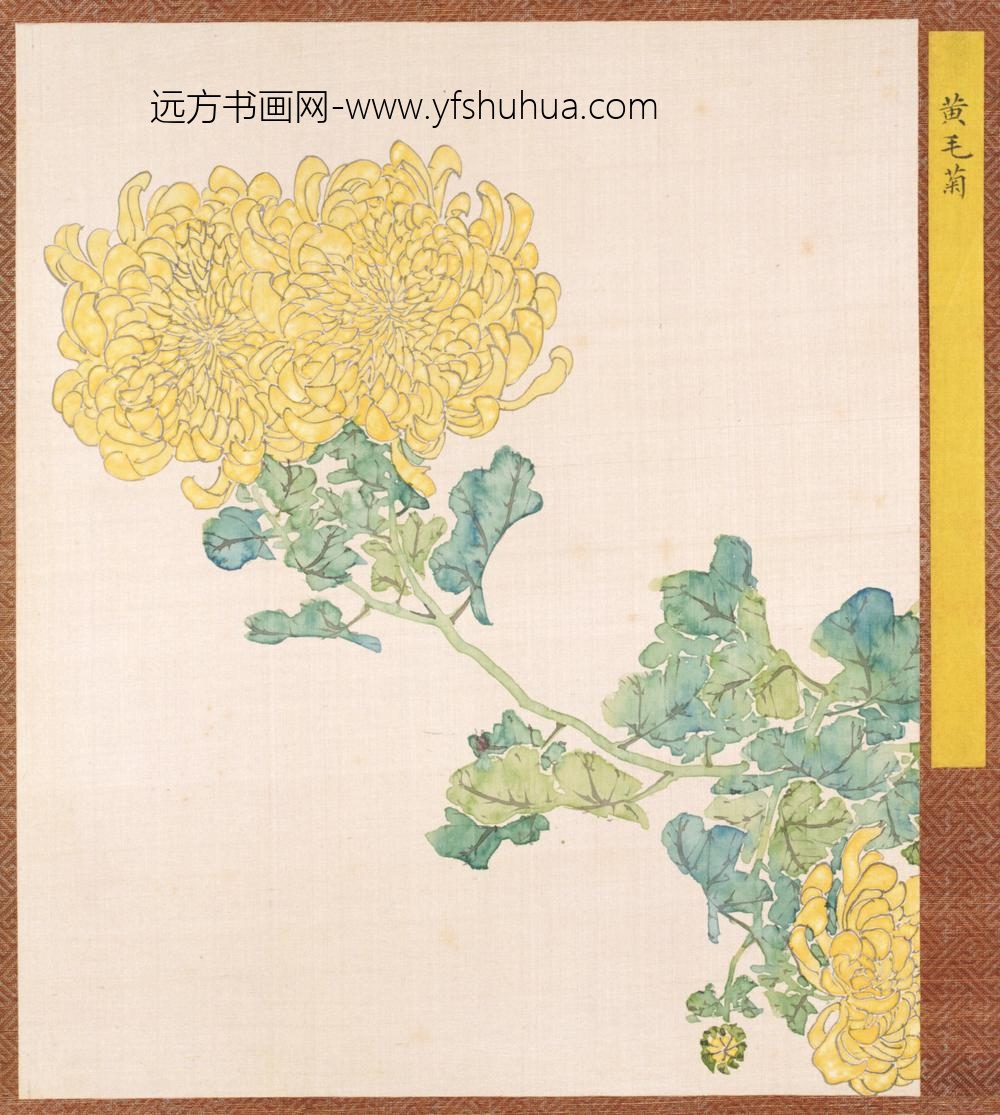 清-清人菊谱册